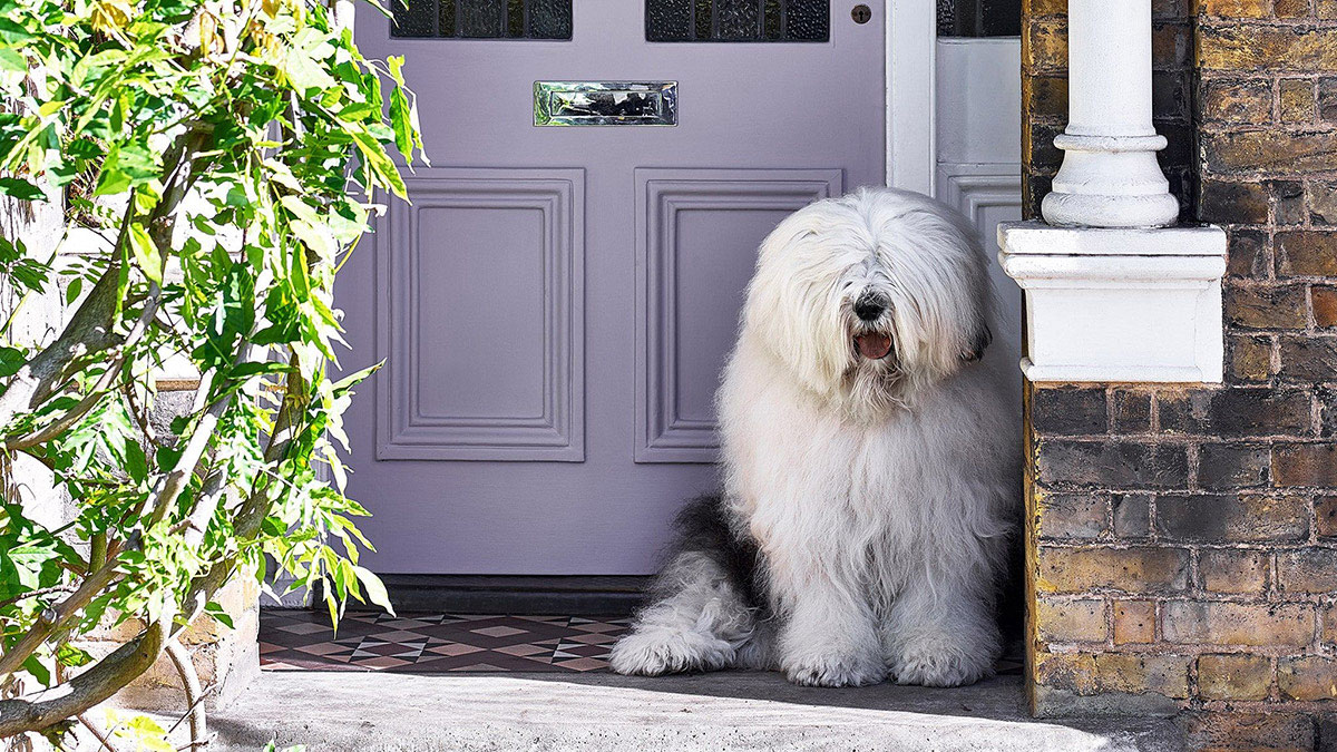 It’s a (Dulux) dog’s life
